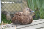 Edredony okularowe u znajomych hodowców - Somateria fischeri