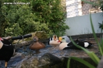 Edredony królewskie u znajomych hodowców - Somateria spectabilis