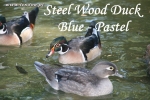 Karolinki stalowe - Steel Wood Duck, Blue-Pastel